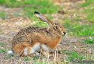 Origen de los Parques Naturales protegidos