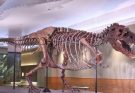 Dinosaurios y la paleontología, contado para niños