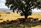 Origen de esta frase en español: «El que a buen árbol se arrima, buena sombra le cobija»